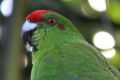 Norfolk Island green parrots faced an existential threat from feral animals.