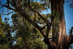 Brett Mifsud travels around Victoria and Tasmania documenting, recording, photographing and climbing tall trees. Picture ...