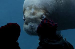 A walrus swims in the aquarium in the Hagenbeck Animal Park in Hamburg, Germany, Monday, March 6, 2017. (Axel ...
