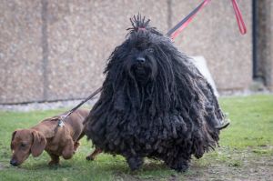 Dogs arrive on the first day of Crufts Dog Show 