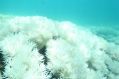 Another mass bleaching has affected vast areas of the Great Barrier Reef.