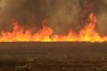 Devastating: Cattle and smoke near Dunedoo. Around 55,000 hectares were burnt in the bushfires.