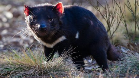 The Tasmanian devil's immune system is its best ally against the devastating cancer.