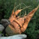 pixabay stock carrot