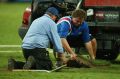 The playing surface at Allianz Stadium was in a state of disrepair in April last year.