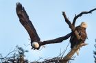 A pair of bald eagles conduct the spring ritual of building a nest in a tall pine tree Saturday, March 11, 2017, on the ...