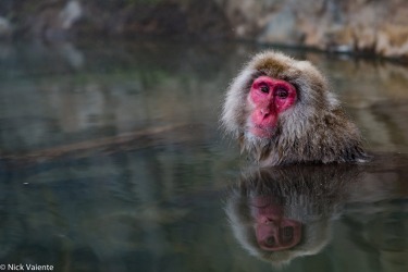 This image was taken at the Jigokudani Monkey Park just outside Nagano. On the other side of the hot spring there were ...