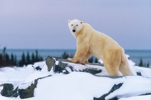 There's a chance to sight polar bears on AdventureSmith Explorations' land-based tours.