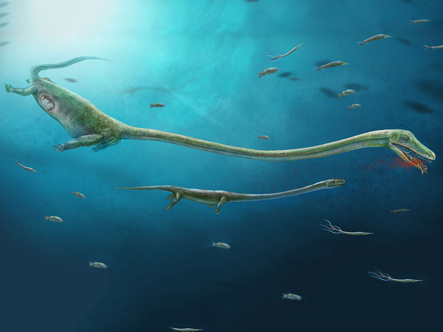 Artist’s reconstruction showing the pregnant Dinocephalosaurus biting a fish, dinosaur, fish