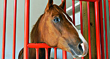 Horses. Equus caballus. Horse stable. A brown horse looks out from his stall through the window.