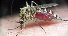 Mosquito on human skin.