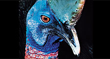 Common, or southern, cassowary (Casuarius casuarius).