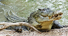 Saltwater, or estuarine, crocodile (Crocodylus porosus).