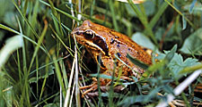 animal. Amphibian. Frog. Anura. Ranidae. Frog in grass.