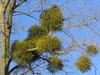 Oak, or Eastern, mistletoe plants (Phoradendron serotinum) heavily parasitizing an oak tree (Quercus species).