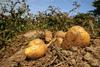 Harvested potatoes.