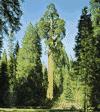 General Grant tree, a giant sequoia (Sequoiadendron giganteum), among the largest trees in total bulk.