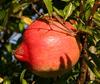 Pomegranate (Punica granatum).