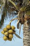 Coconut palm (Cocos nucifera).