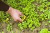 Weeds being removed by hand from a parsley patch.