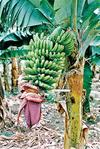 Domesticated bananas growing in a bunch.