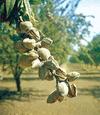 Almond (Prunus dulcis)