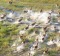 Herd of impala escapaing in the Okavango Delta.