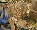 Emirati man feeds pet lion with baby bottle