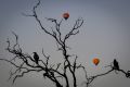 Early risers: Magpies watch as hot air balloons rise in the early morning.