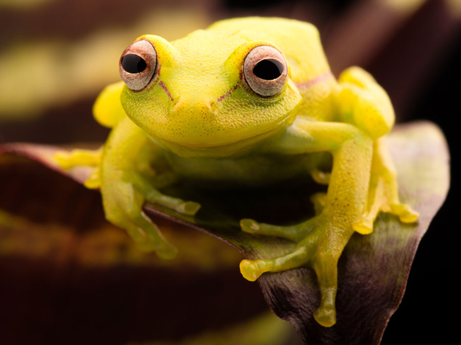 The polka-dot treefrog (Hypsiboas punctatus).