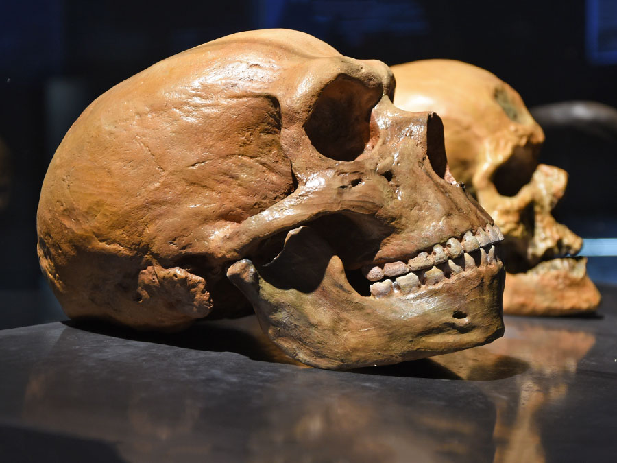 Neanderthal human vs modern human skull.