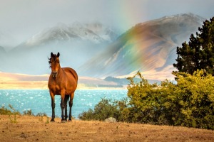 Amazing blue colours await at Lake Tekapo in New Zealand as a result of all of the mineral deposits.  Add to this an ...
