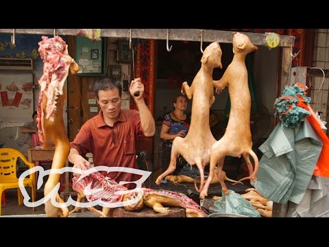 Dining on Dogs in Yulin: VICE Reports (Part 1/2)