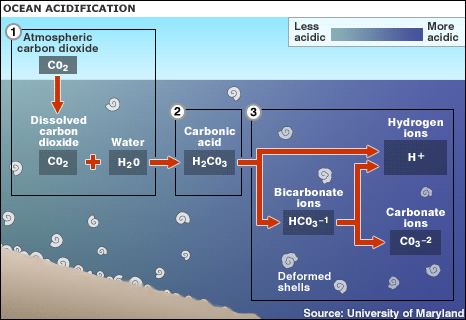 Ocean acidification graphic (Image: BBC)