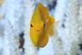 Eyes are on us: Coral bleaching has returned to the Great Barrier Reef - and other reefs - in 2017.