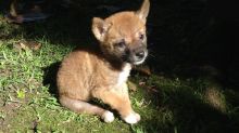 Sandy the purebred desert dingo, as a pup soon after her 2014 rescue, could help answer important questions of science ...