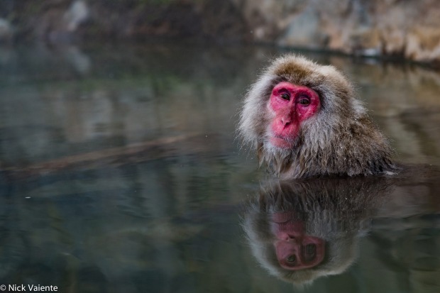 This image was taken at the Jigokudani Monkey Park just outside Nagano. On the other side of the hot spring there were ...