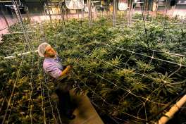 Managing Partner David Lipton in a large medical marijuana grow room at Advanced Grow Labs in West Haven, Conn. on Wednesday, June 10, 2015.