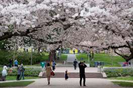 University of Washington's famed Yoshino cherry trees blossom amidst spectators on Friday, Mar. 19, 2016.