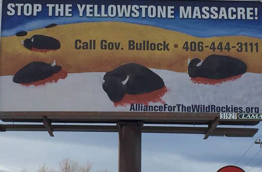 BisonBillboard