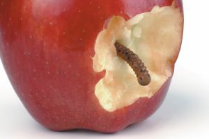 generic istock.. Apple Worm Decay Disrespect Fruit Missing Bite Quality Control Biting Surprise Red Choice Bribing ...