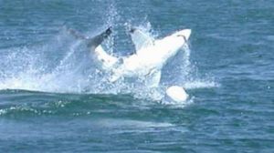 A shark breaches at Bennetts Beach. 