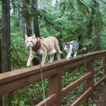 Fish and Chips, Two Adventurous Cats Who Love Exploring the Great Outdoors With Their Humans