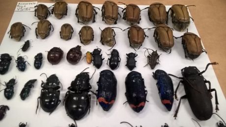 Some of the beetle species are protected under state law. 