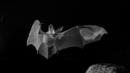 Otonycteris, the desert long-eared bat, lives in the Negev Desert (Credit: Ed Charles)