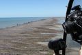 The death of so much mangrove forest in one hit is "unprecedented", a researcher says.