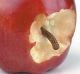 generic istock.. Apple Worm Decay Disrespect Fruit Missing Bite Quality Control Biting Surprise Red Choice Bribing ...