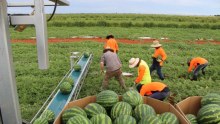 NT farm production valued