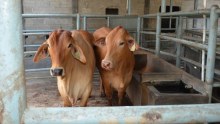 Supplying beef to Indonesia