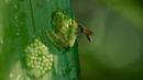 Glass frog male protects his eggs from a predatory wasp in Costa Rica (Credit: BBC 2016)